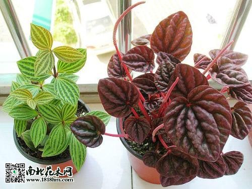 皱叶椒草