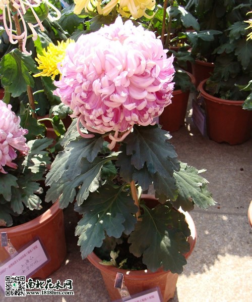 独本菊