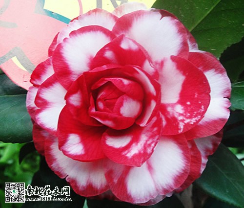 茶花