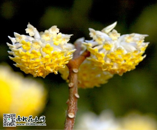 结香花