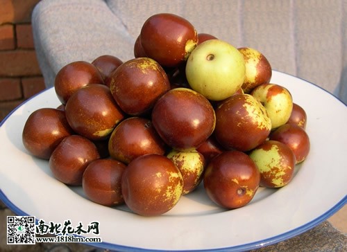 冬枣