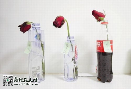 用可乐保存鲜花
