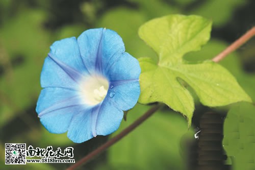 牵牛花