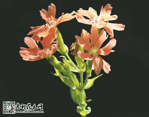 剪秋萝