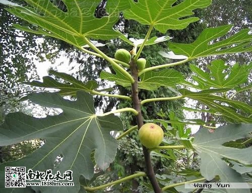 无花果图片2