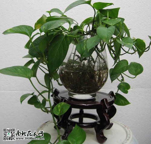绿萝的养殖方法