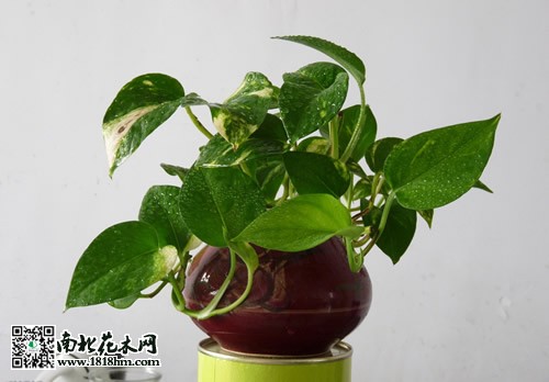 绿萝的养殖方法2