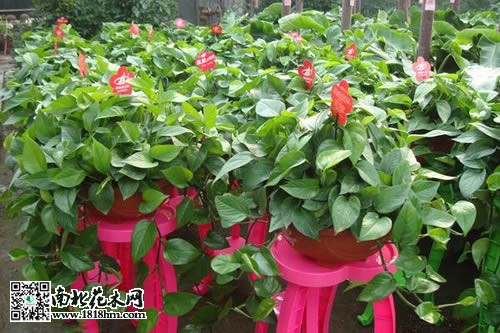 绿萝的养殖方法3