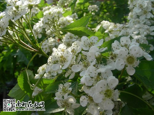 山楂树开花图片