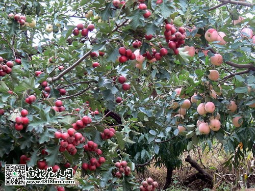 山楂树结果图片