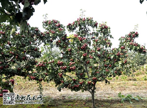 山楂树图片