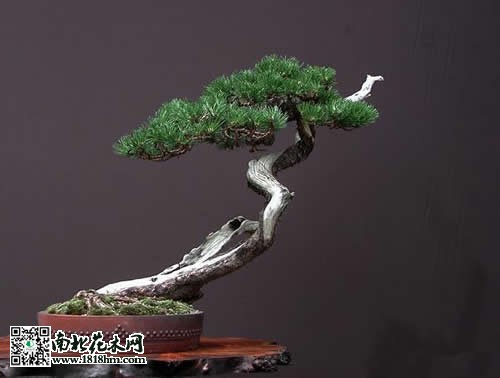 松树盆景的制作方法及技巧