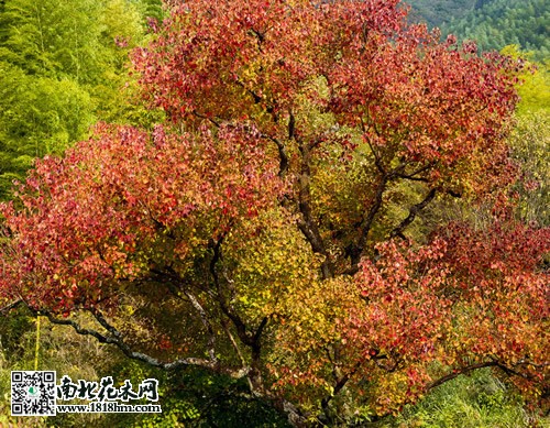 乌桕图片2