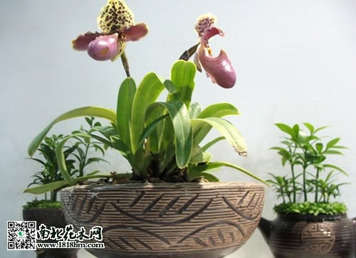 浅盆插花
