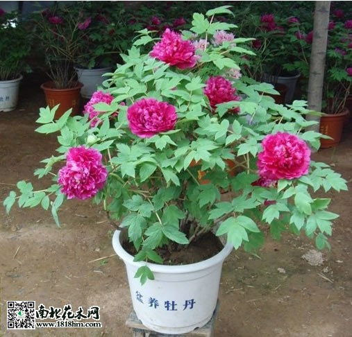 盆栽牡丹的注意<strong></strong>养殖方法