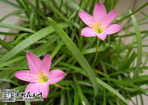 韭兰