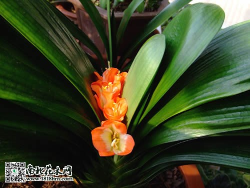 君子兰夹箭现象