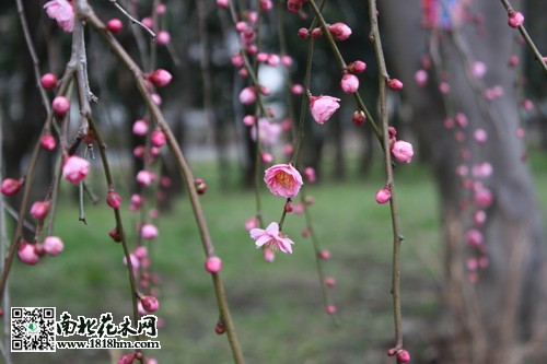 垂枝梅