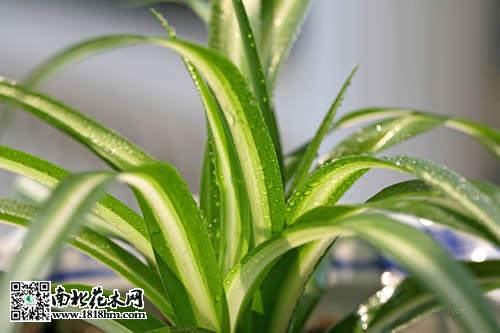 金心吊兰