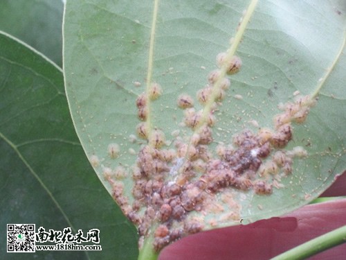 褐软蚧虫害