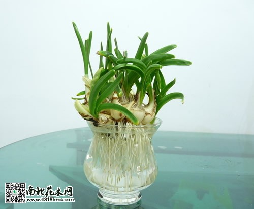 水仙花水培养殖
