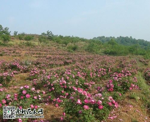 中天玫瑰