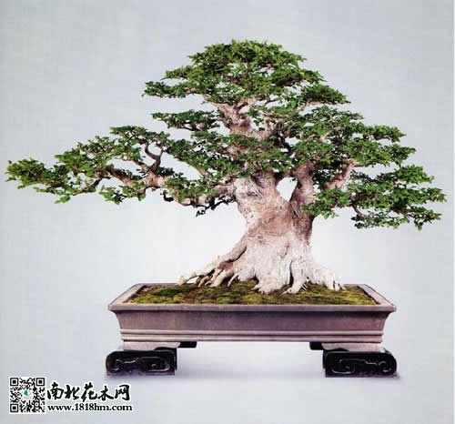 朴树盆景