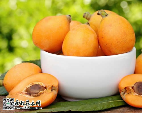 枇杷