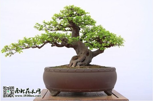 榆树盆景