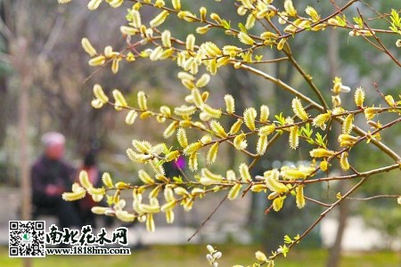 银芽柳