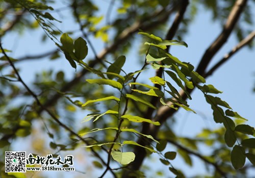 珊瑚朴树