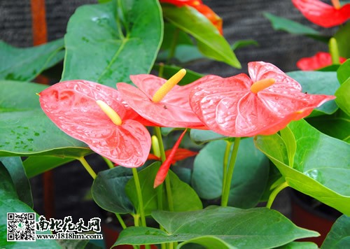 红掌的养殖方法和注意事项