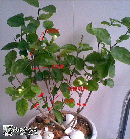 图解茉莉的修剪方法