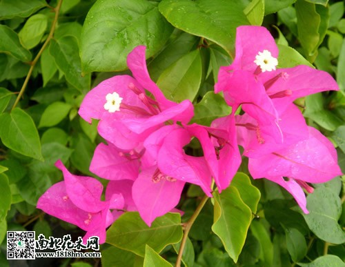 叶子花