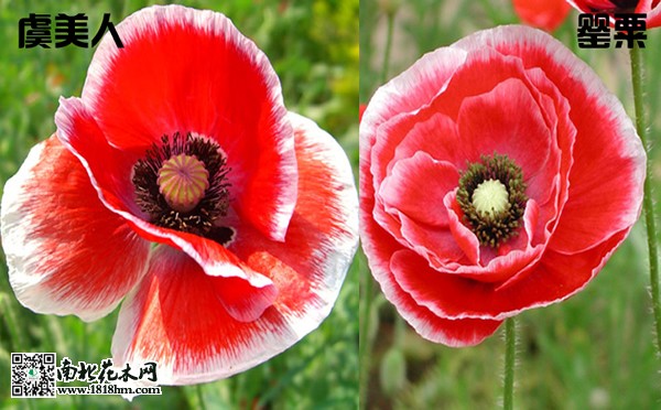 虞美人和罂粟的区别