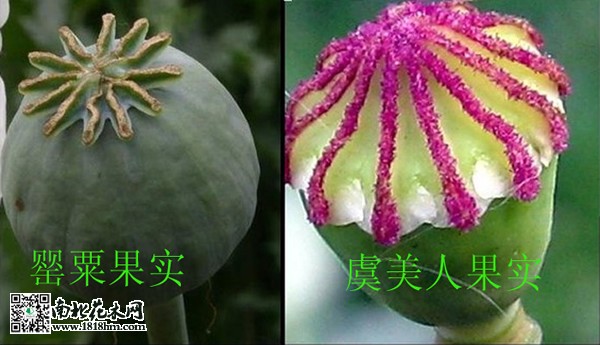 虞美人和罂粟的区别2