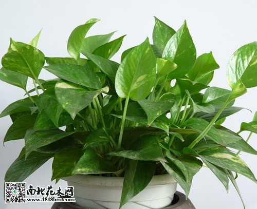 绿萝换盆的方法