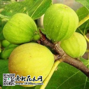 无花果图片