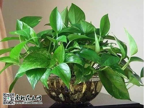 绿萝水养