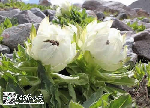 雪莲花