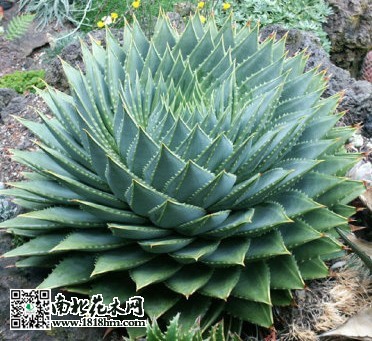 多叶芦荟