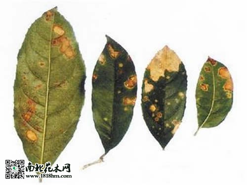 桂花叶斑病症状