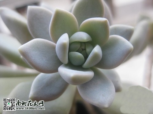 宝石花