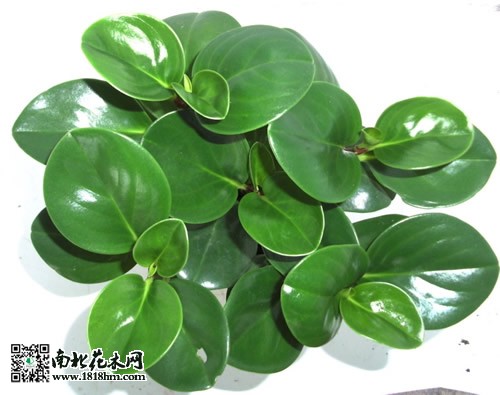 豆瓣绿的养殖方法