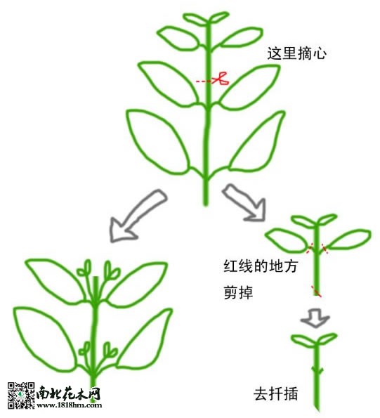 月季春季打顶示意图图片