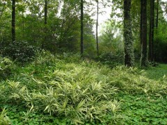 菲白竹|供应 批发园林景观观赏竹子 菲白竹图1