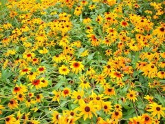 黑心菊|黑心菊大量批发图1