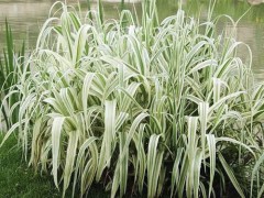 花叶芦竹|花叶芦竹大量批发图1