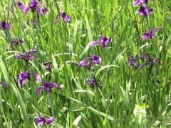 玉蝉花价格|玉蝉花出售|玉蝉花低价供应图1