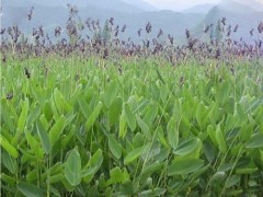 水生态治理 水上环保生物浮床  水生植物浮岛—再力花图1